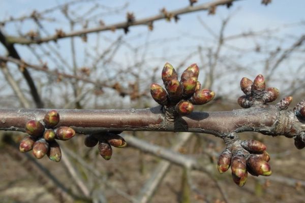 Czereśnie ‒ ochrona przed rakiem bakteryjnym